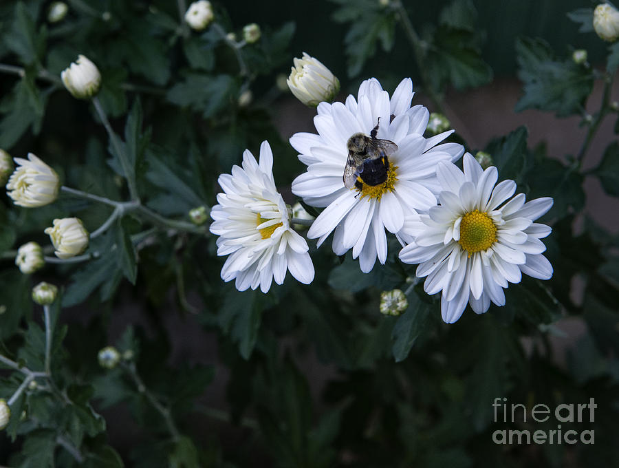 Bumblebee on Daisy Photograph by Louise St Romain