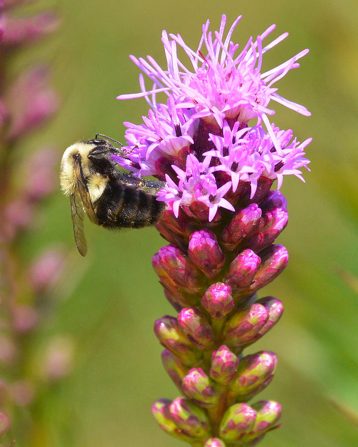 Bumblebee Photograph - Bumblebee on Dense Blazing Star by Ken Stampfer