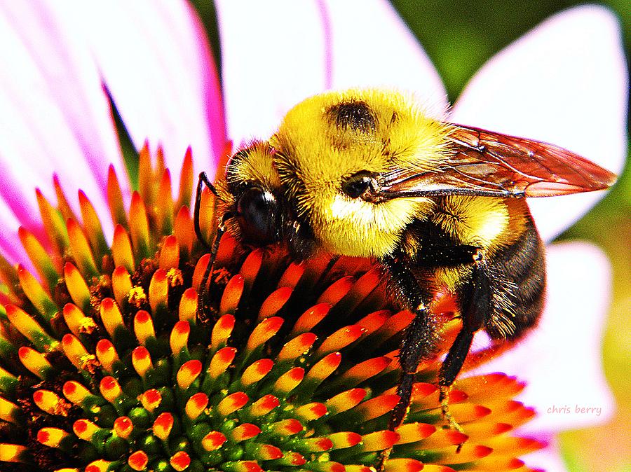 Bumblebee on Echinacea  Photograph by Chris Berry