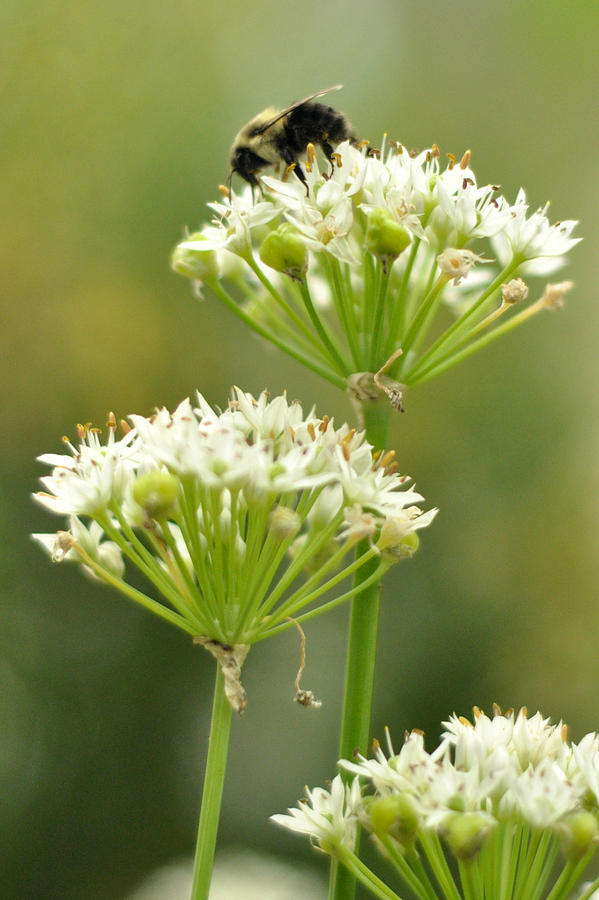 Bumblebee on Garlic Chives Photograph by Rebecca Sherman