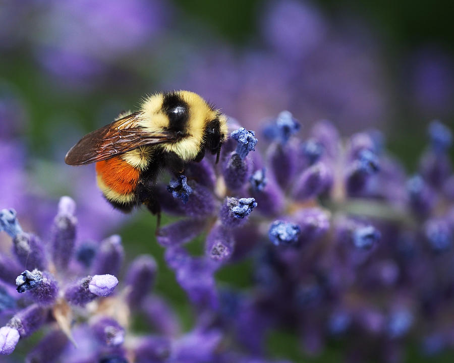 Bumblebee on Lavender Photograph by Rona Black