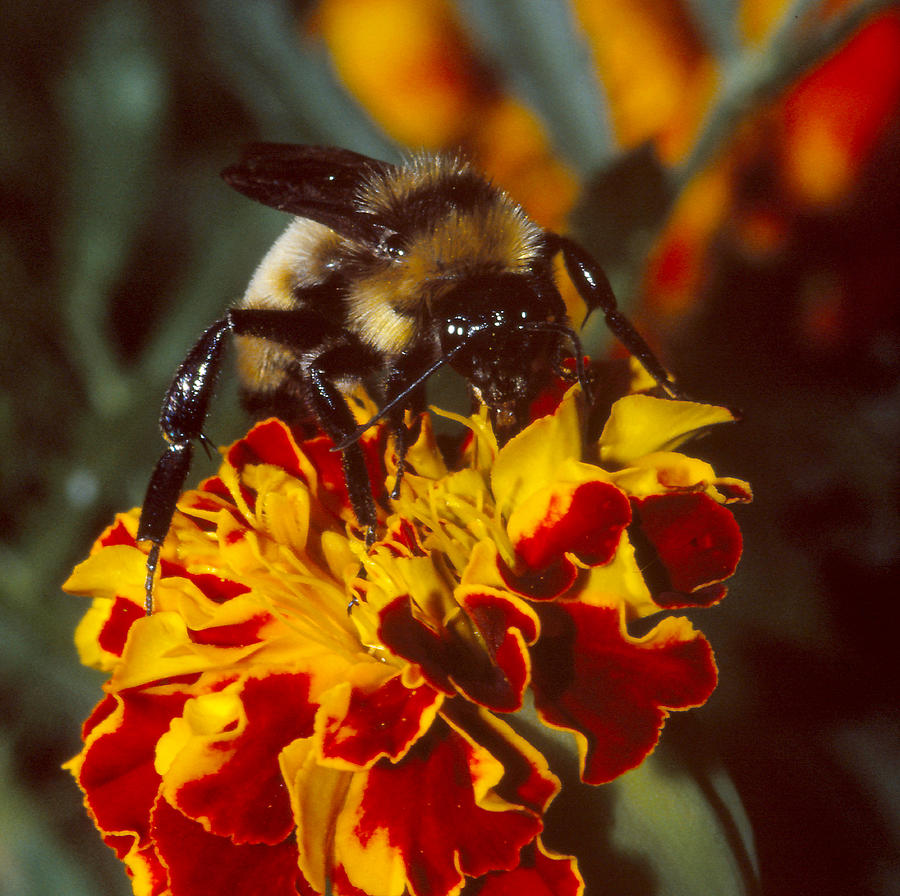 Bumblebee On Marigold Photograph by Harry Rogers