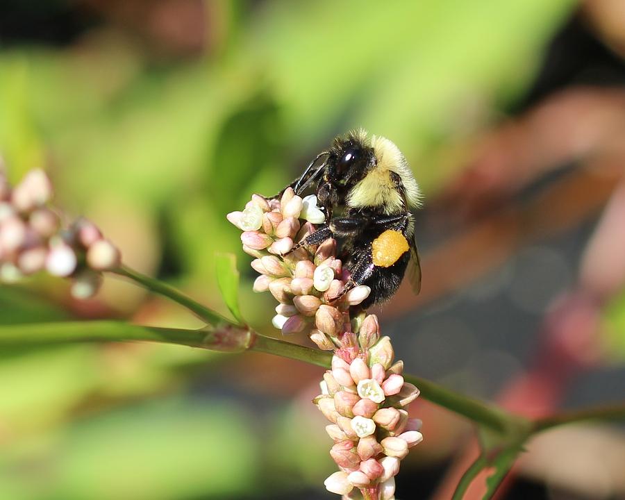 Bumblebee on Smartweed Photograph by Lucinda VanVleck