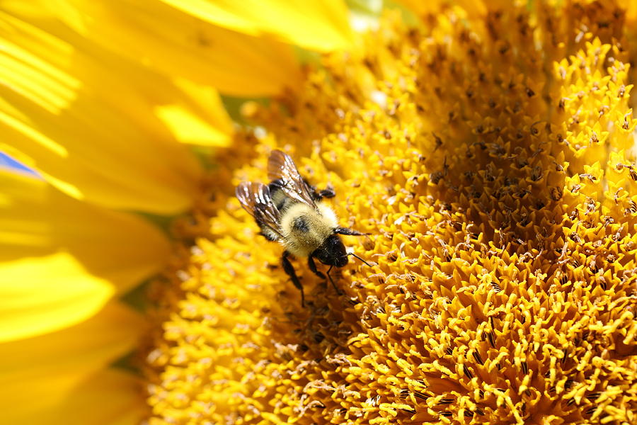 Bumblebee on Sunflower Photograph by Lucinda VanVleck
