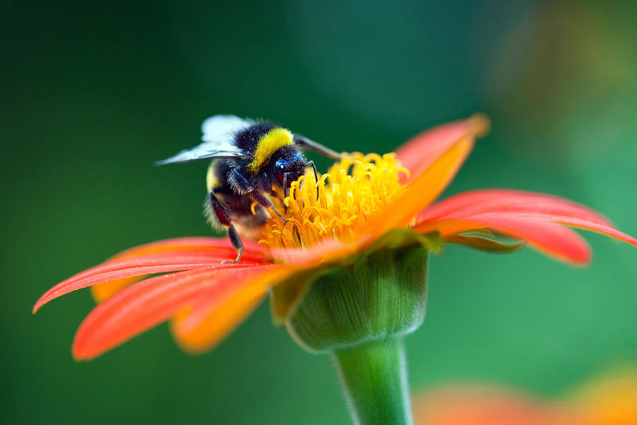 Bumblebee on the red flower Photograph by Alle12