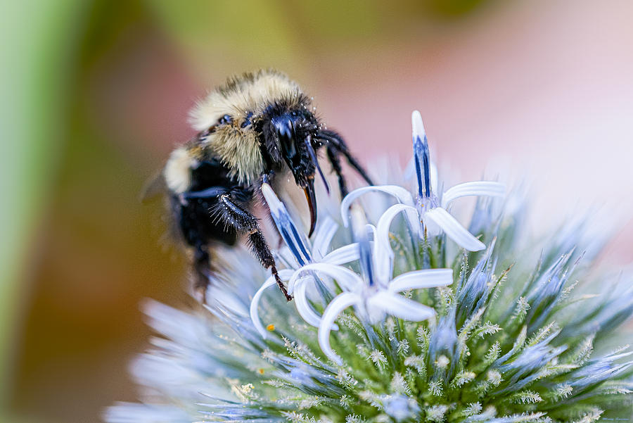 Bumblebee on Thistle Blossom Photograph by Marty Saccone