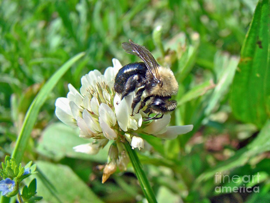 Bumblebee on White Clover Photograph by Carol Senske