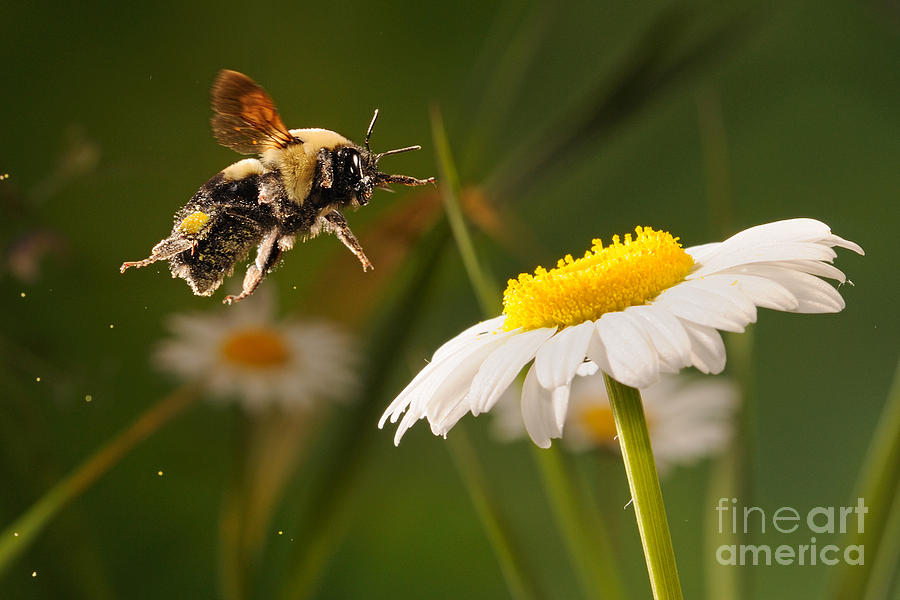 Insects Photograph - Bumblebee Pollinates Daisies by Scott Linstead