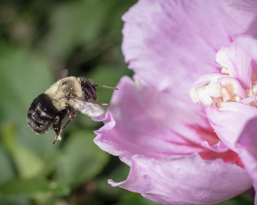 bumblebee to Rose of Sharon Photograph by Len Romanick
