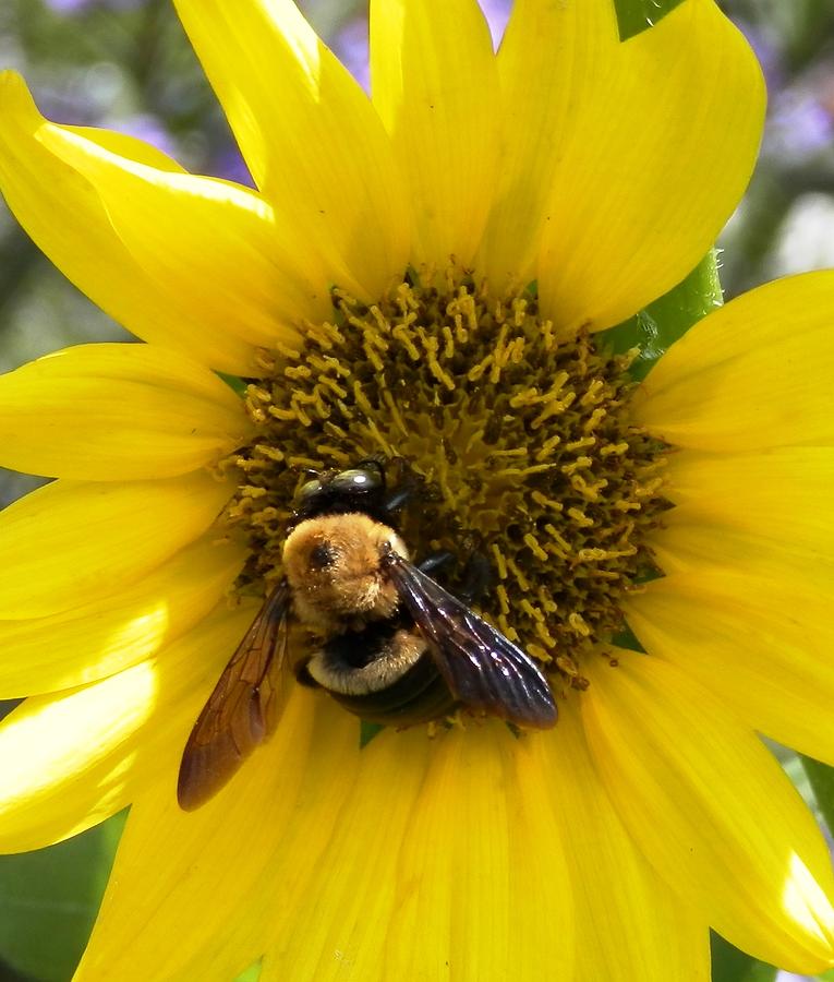 Bumblebee  Treat Photograph by Belinda Lee