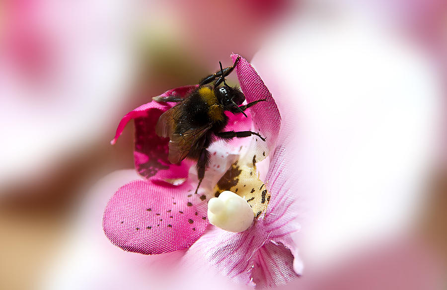 Bumblebee2 Photograph by Christine Sponchia