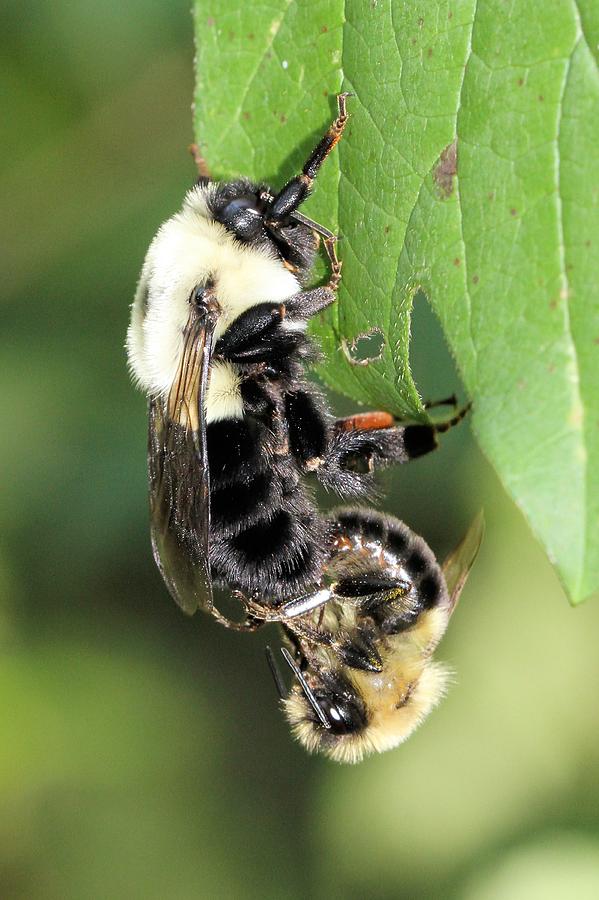 Bumblebees mating Photograph by Doris Potter