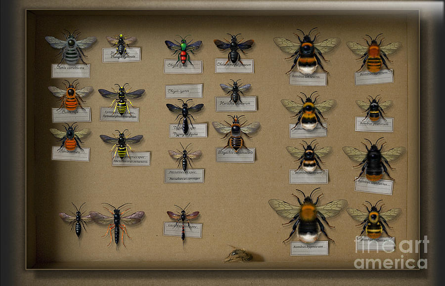 Bumblebees - Wild Bees - Wesps - Yellow Jackets - Ichneumon Flies - Apiformes Vespulas Hymenopteras Painting