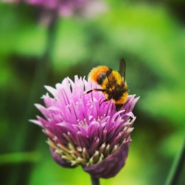 Wildlife Photograph - Bumbling Around In The Chives by Karie-ann Cooper