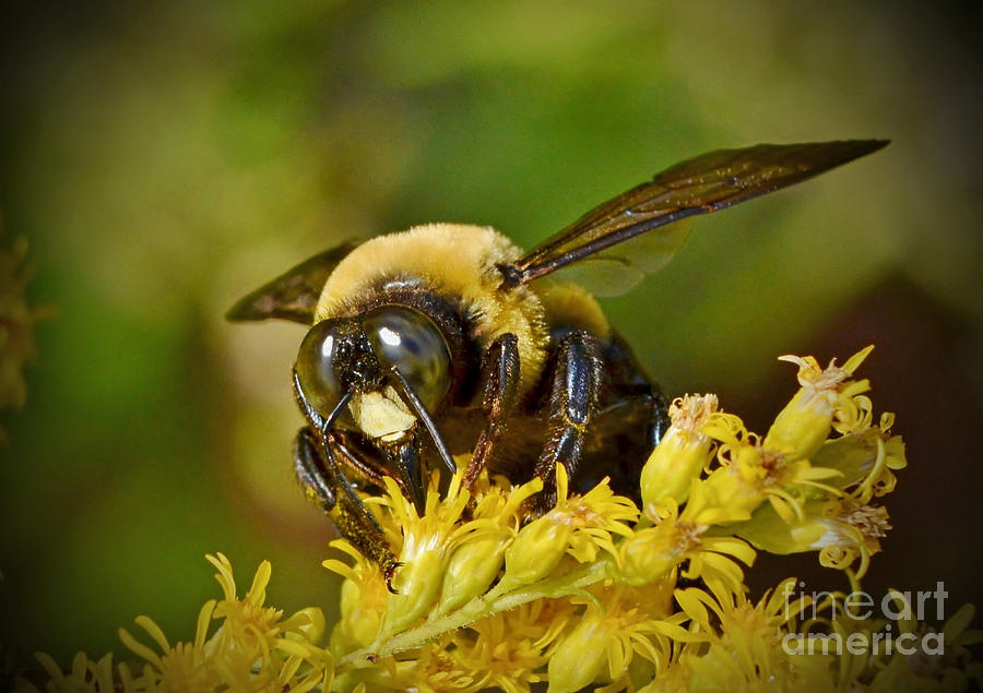 Insects Photograph - Bumbling Bee by Kathy Baccari