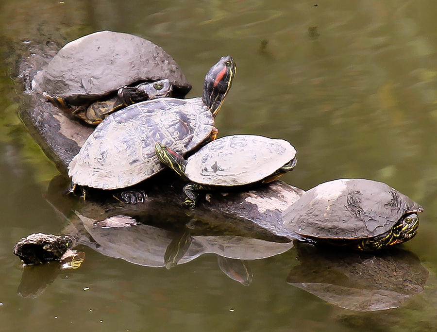 Bumps on a Log Photograph by Niecy Love - Fine Art America