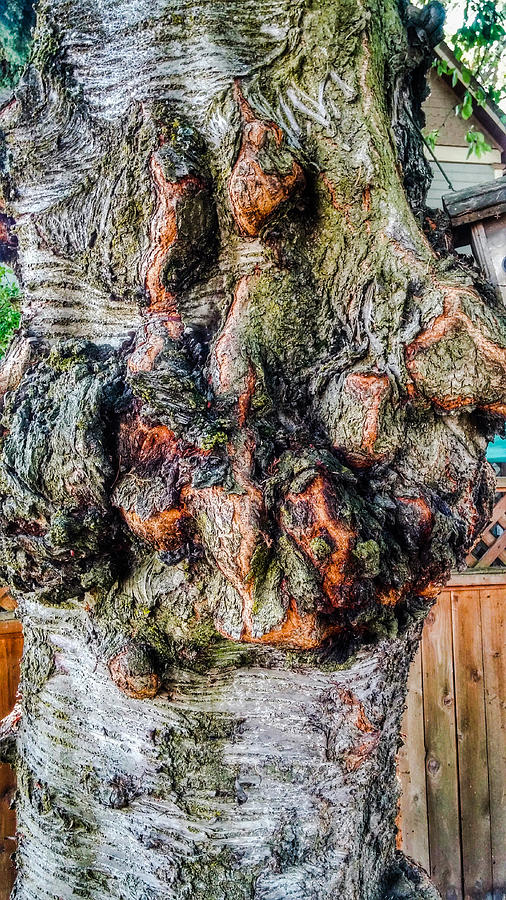 Unique Photograph - Bumpy Fir Tree by Melissa Coffield