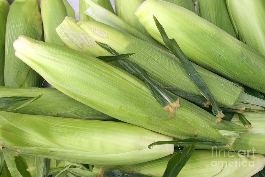 Bunch of corn in husk Photograph by James BO Insogna