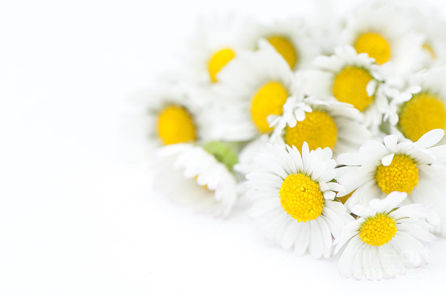 Up Movie Photograph - Bunch of Daisies by Anne Gilbert