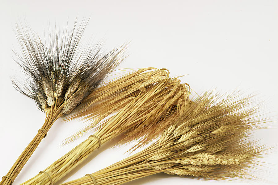 Bunch Of Ears Of Wheat Photograph by Paolo Negri