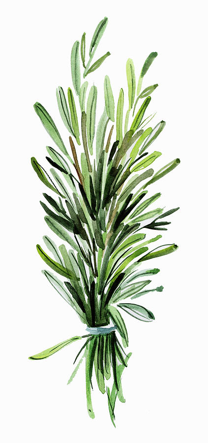 Bunch Of Fresh Rosemary Painting by Ikon Images