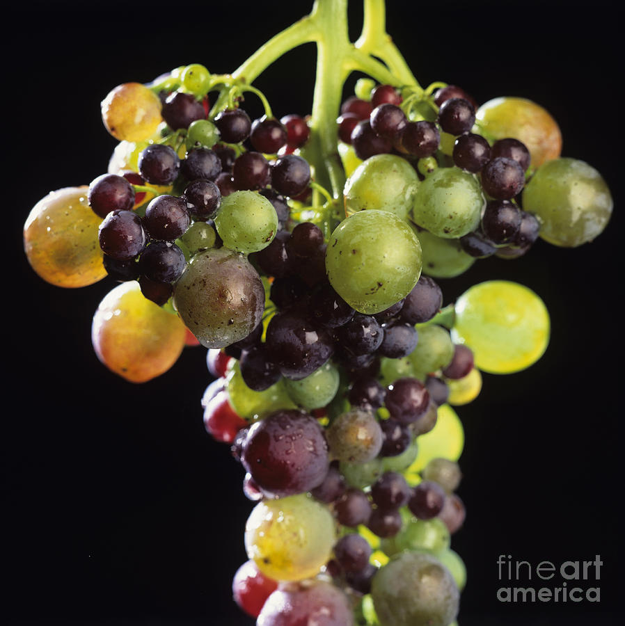 Fruit Photograph - Bunch of grapes by Bernard Jaubert
