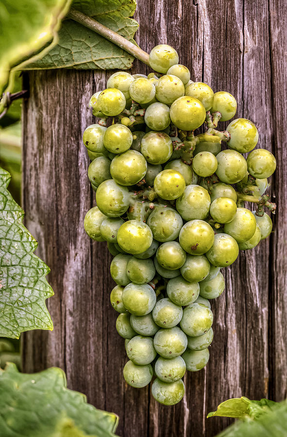 Bunch of Grapes Photograph by Jerry Gammon