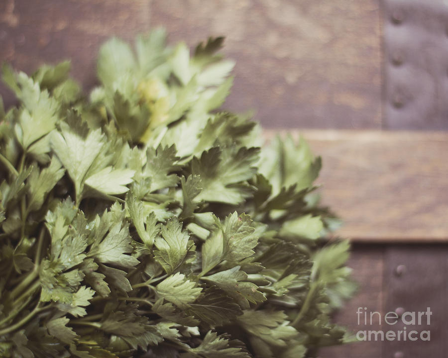 Bunch of Parsley Photograph by Jillian Audrey Photography