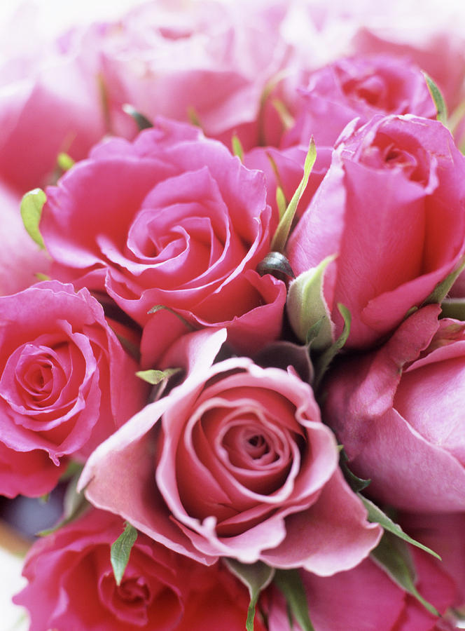 Bunch Of Roses Photograph by Rachel Warne/science Photo Library