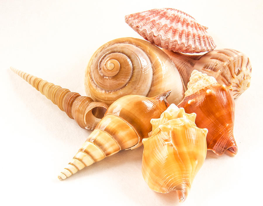 Bunch of Shells Photograph by Jean Noren