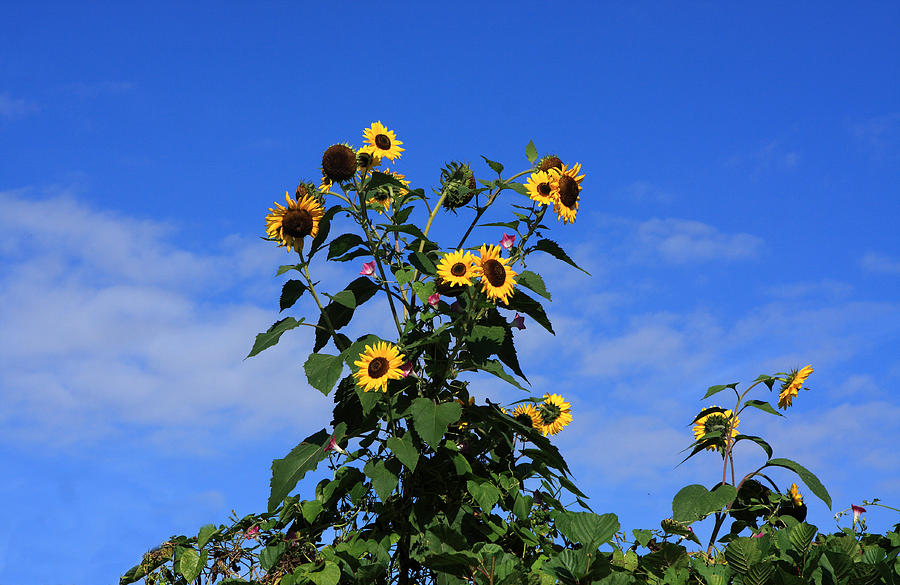Bunch Of Sunflowers Photograph