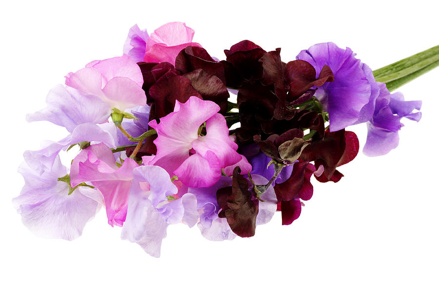 Bunch Of Sweet Pea Flowers Photograph by Difydave