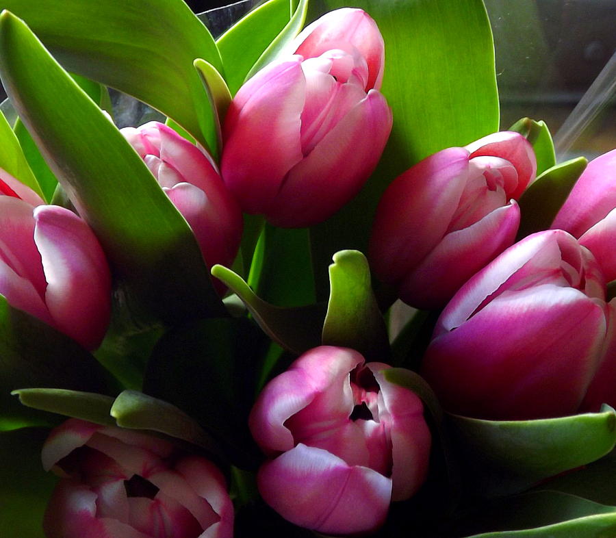 Bunch of Tulips Photograph by Colette Messinger - Fine Art America