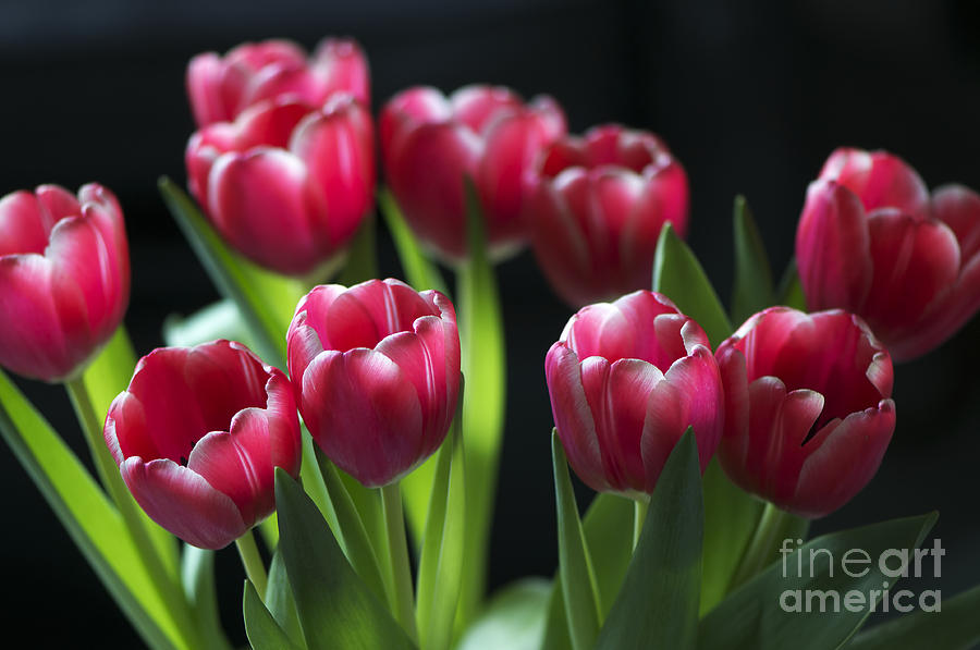 Bunch of Tulips Photograph by Sharon Talson