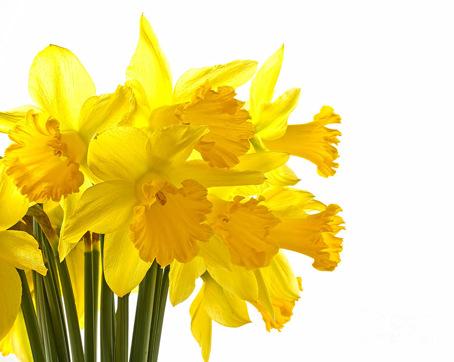 Bunch Of Yellow Daffodils by Stephen Cordory