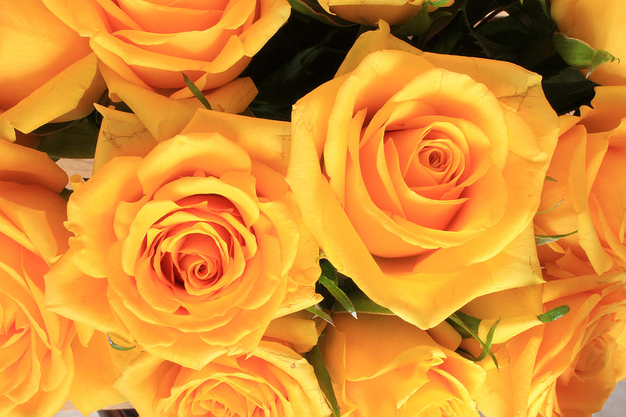 Bunch of Yellow Roses Photograph by Robert Hamm - Fine Art America