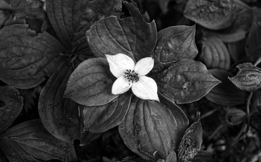 Flowers Still Life Photograph - Bunchberry and Foliage  Chilkat River by Nathan Mccreery