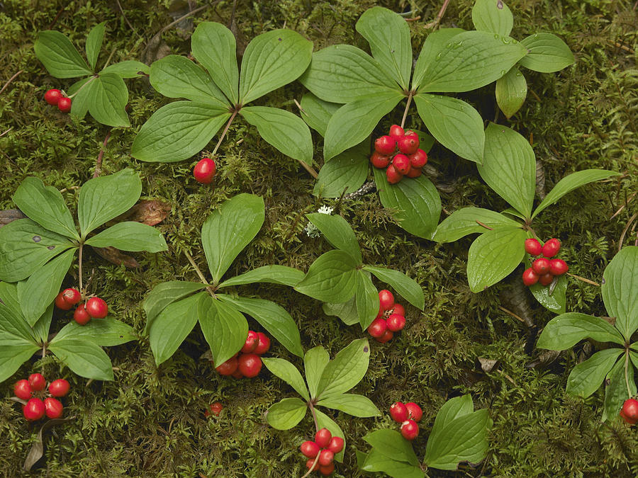 Bunchberry Growing Amid Sphagnum Moss Photograph by Tim Fitzharris