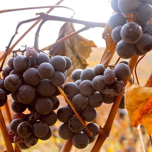 Grape Photograph - Bunches 1   by Justin Connor