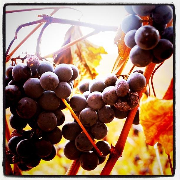 Grape Photograph - Bunches 3   by Justin Connor