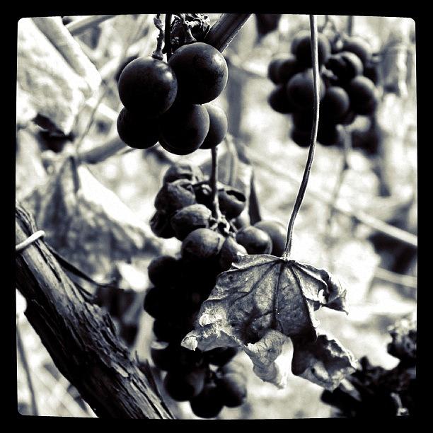 Black And White Photograph - Bunches 4   by Justin Connor
