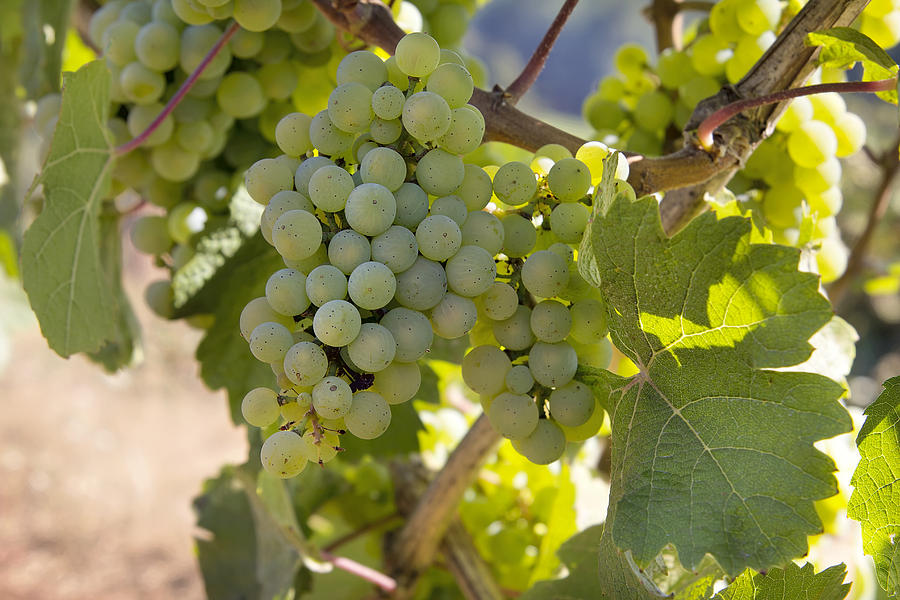 Grape Photograph - Bunches of Green Grapes on Vineyard 2 by Jit Lim