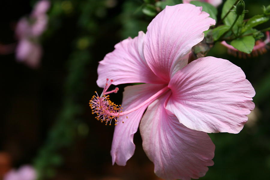 Paling Keren 10+ Gambar Gambar Bunga Raya - Gambar Bunga Indah