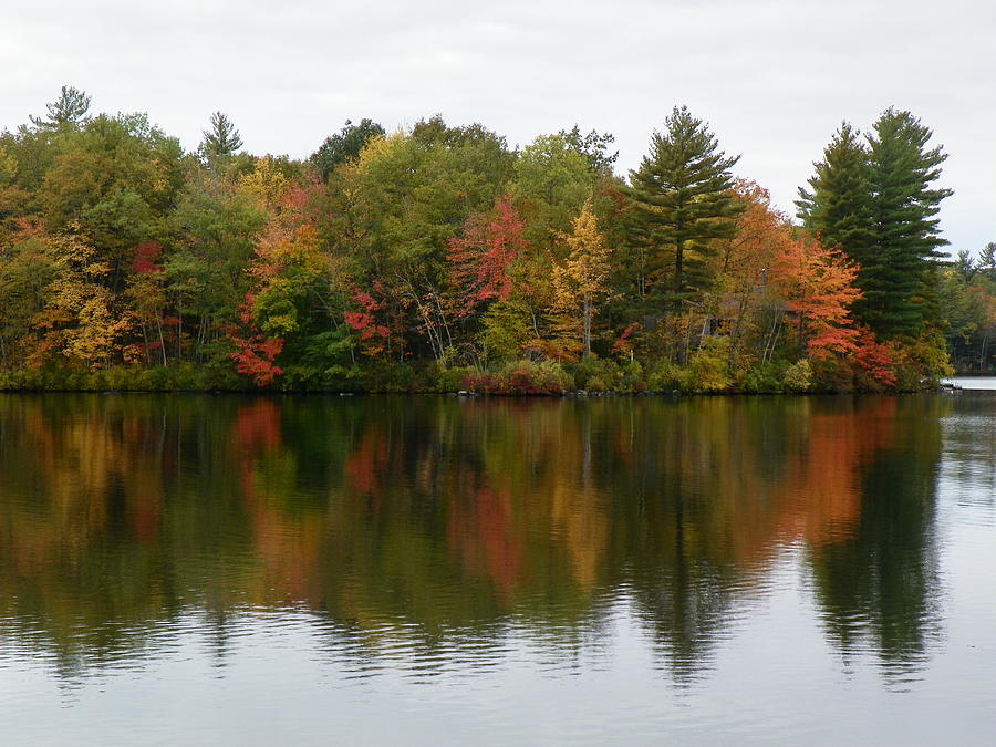 Bunganut Lake Foliage 4 Photograph by Lynne Miller - Fine Art America