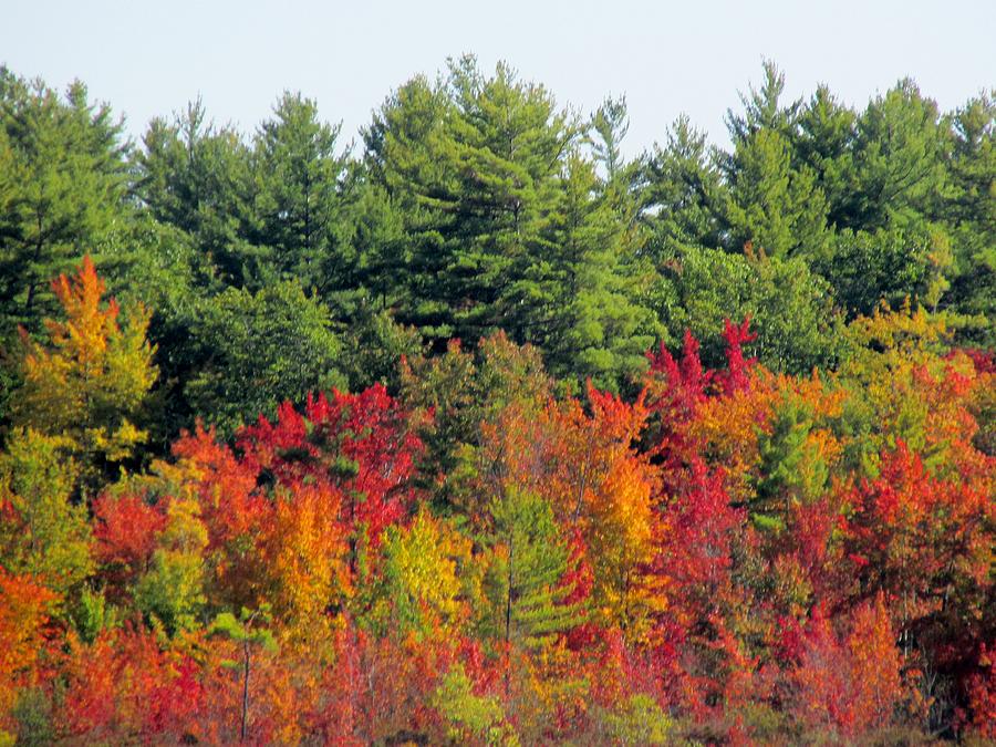 Bunganut Lake Maine Foliage 1 Photograph by Lynne Miller | Fine Art America