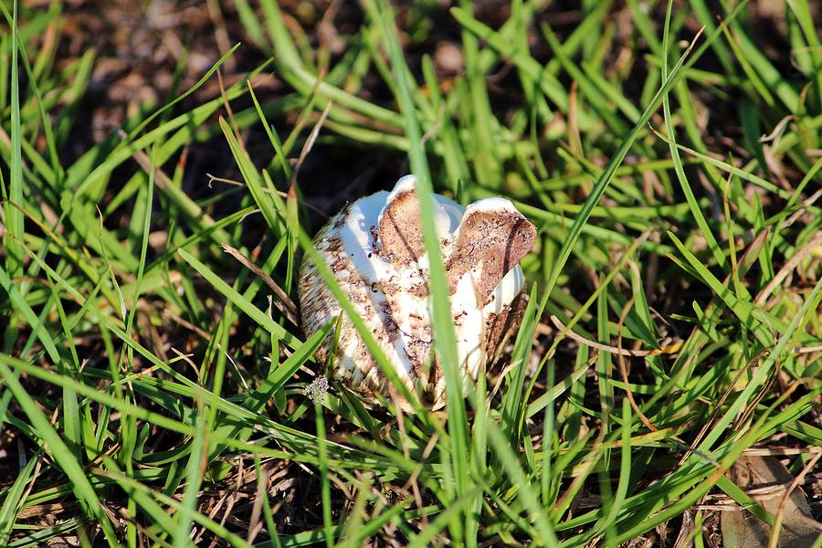 Mushroom Photograph - Bunny Ears Mushroom by Cynthia Guinn