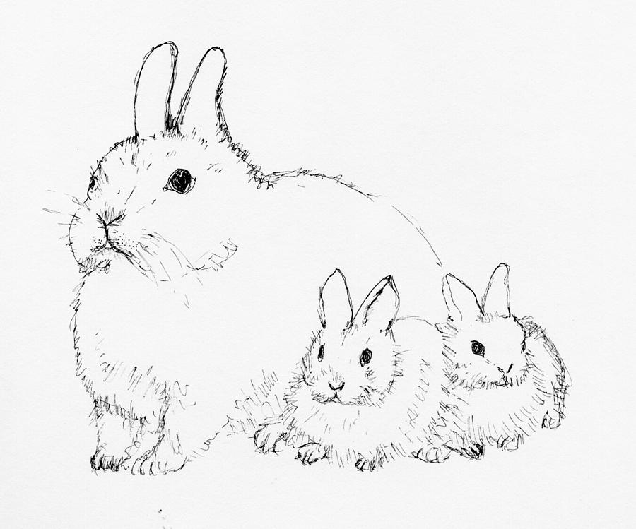 Bunny Family Drawing by Carla Lund - Fine Art America