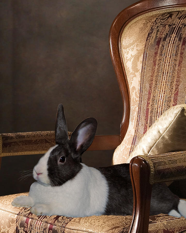 Bunny In A Chair Photograph by Diane Bell