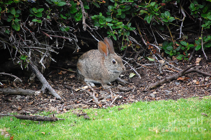 Bunny In Bush Photograph by Debra Thompson