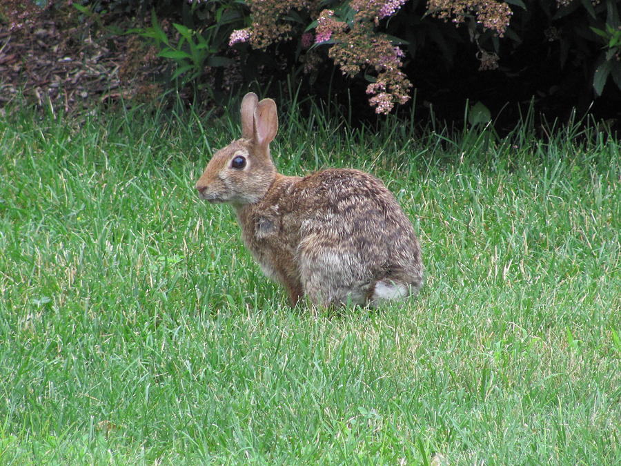 Bunny in Front Yard Pyrography by Karen Gross - Fine Art America